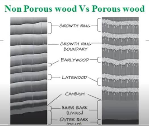 porous vs non porous wood